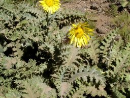 Berkheya macrocephala